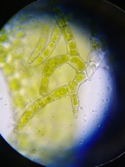 Ptilidium ciliare