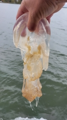 Rhopilema verrilli