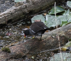 Gallinula chloropus chloropus