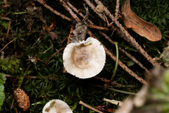 Hygrophorus