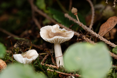 Hygrophorus