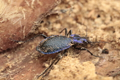 Carabus intricatus