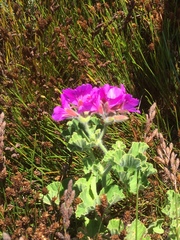 Pelargonium cucullatum