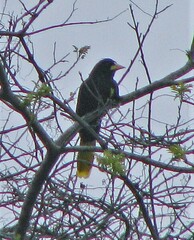 Psarocolius decumanus