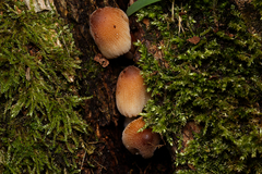 Coprinellus