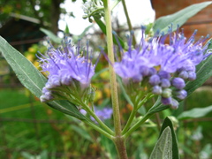 Caryopteris × clandonensis