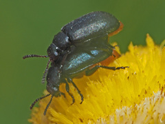 Gastrida abdominalis