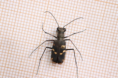 Calomera decemguttata