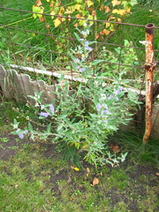 Caryopteris × clandonensis