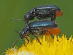 Gastrida abdominalis