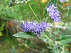 Caryopteris × clandonensis