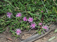 Delosperma