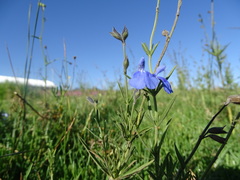 Salvia reptans