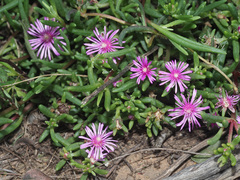 Delosperma