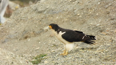 Daptrius albogularis