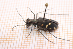 Calomera decemguttata