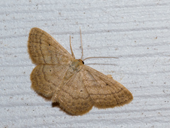 Scopula inductata