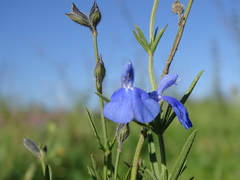 Salvia reptans