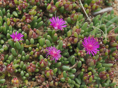 Delosperma lavisiae