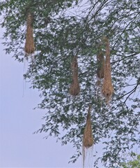 Psarocolius decumanus