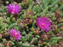 Delosperma lavisiae