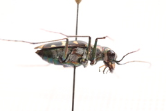 Calomera decemguttata