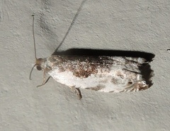 Ancylis nubeculana