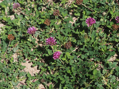 Trifolium burchellianum