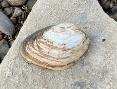 Truncilla donaciformis