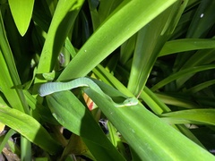 Trimeresurus stejnegeri
