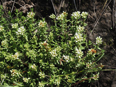 Crassula dependens