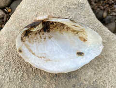 Truncilla donaciformis