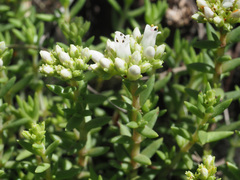 Crassula dependens