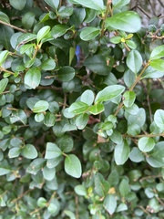Ligustrum ovalifolium