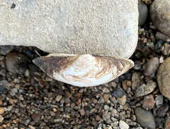 Truncilla donaciformis