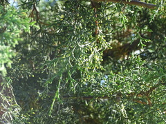 Cupressus