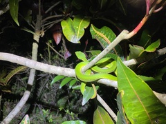 Trimeresurus stejnegeri