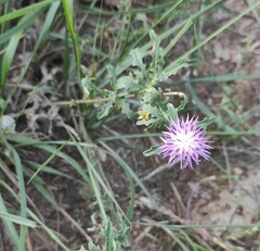 Centaurea aspera