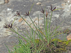 Cyperus rupestris