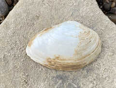 Truncilla donaciformis