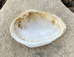 Truncilla donaciformis