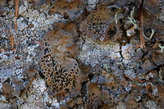 Umbilicaria muhlenbergii