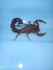 Parabuthus transvaalicus