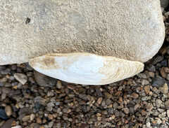 Truncilla donaciformis