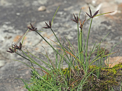 Cyperus rupestris