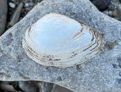 Truncilla donaciformis