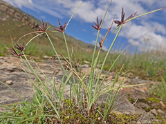Cyperus rupestris