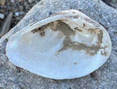 Truncilla donaciformis