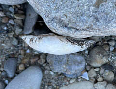 Truncilla donaciformis