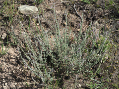 Jamesbrittenia pristisepala